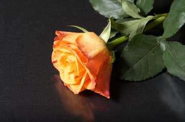 orange rose
