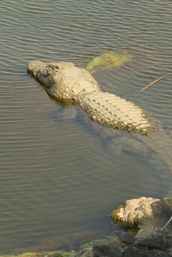 Nile crocodile in the water