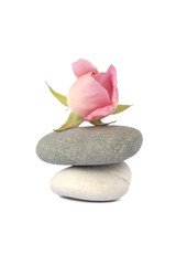 Rose on stones in balance isolated on white