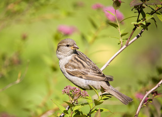 Sparrow