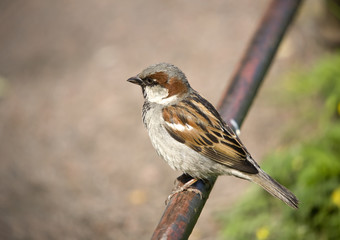 Sparrow on a fencing