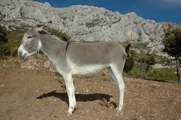 Bourricot photos, illustrations, vecteurs et vidéos libres de droits