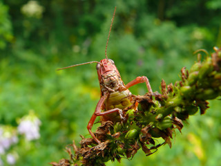 Grasshopper 6