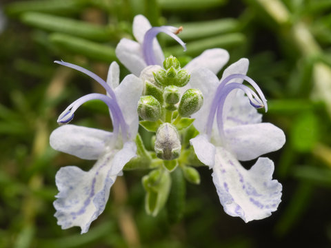 Rosemary herb flower