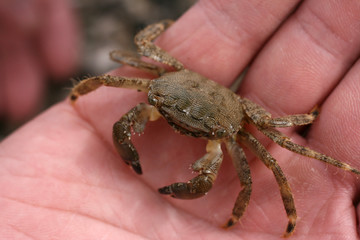 the crab