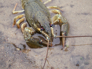 Crayfish On The River-Bank