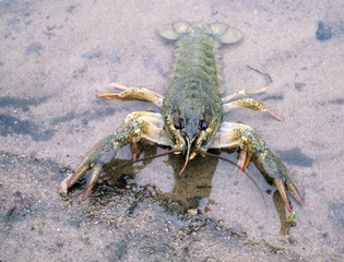 Crayfish in water on the river-bank with sand