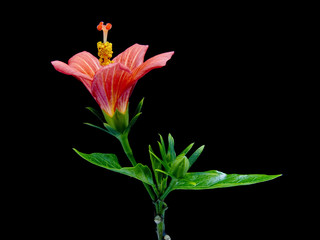 fleur hibiscus nain