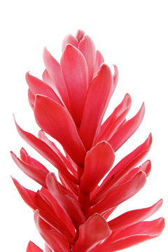 Fleur Alpinia