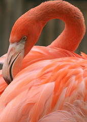 Fototapeta premium PINK THOUGHTFUL FLAMINGO