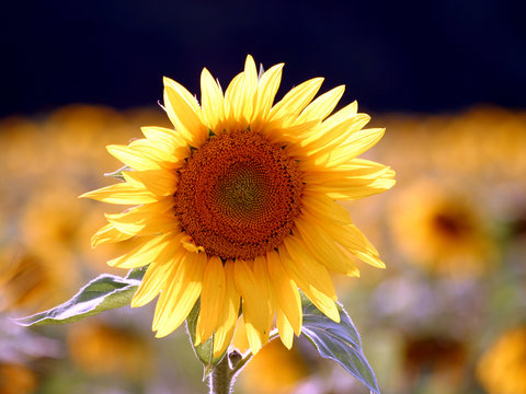 Goldene Sonnenblume