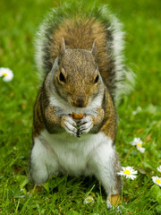 Squirrel