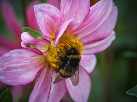 bee on flower