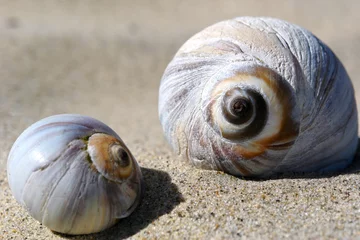 Poster seashells up close © SuzyM