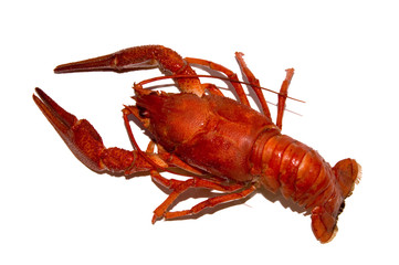Crayfish