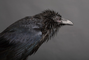 black raven