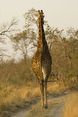 Giraffe on the road