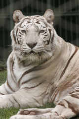 RARE WHITE TIGER