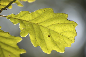 feuille de chêne