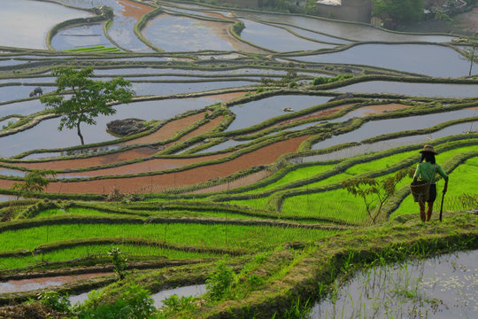 Fototapeta Yuanyang