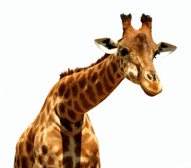 Naklejka premium Illustration girafe