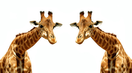 Illustration couple de Girafes