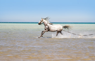 Bathing of a horse