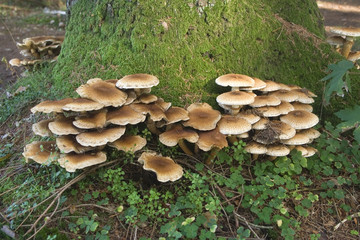 Fototapeta premium Fungus 9