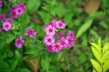 pink flower