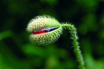 Obraz premium bouton de coquelicot