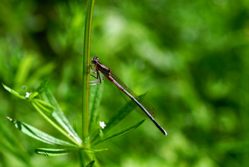 libellule