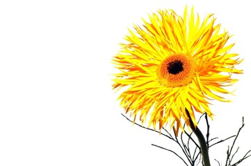 beautiful yellow flower isolated over white background