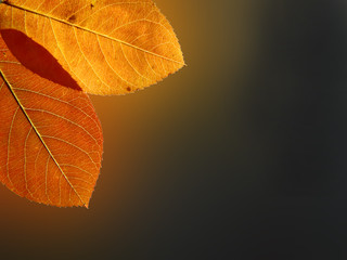 Beautiful colored leafs on the gradient background