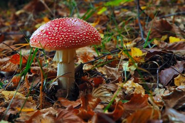 beautiful red mushroom in the forest - not good for eating