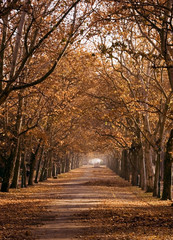 Fototapeta premium Fall in a Park