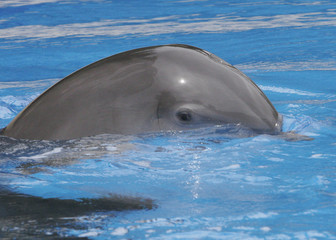 Fototapeta premium DOLPHIN UNDERWATER