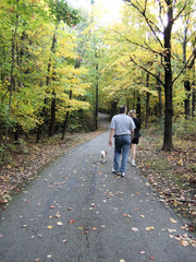 Fototapeta premium walking the dog