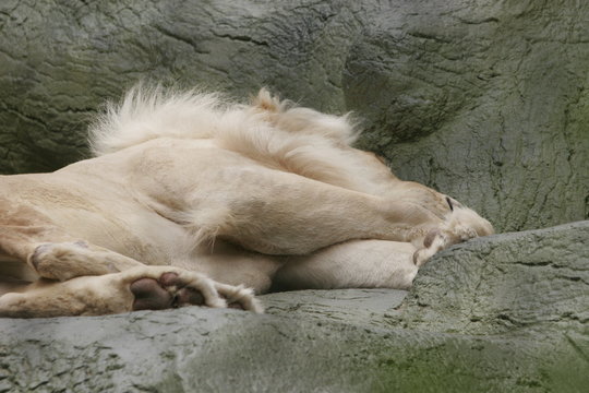 SLEEPING LION - Powered by Adobe