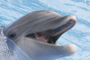 DOLPHIN GOES TO DENTIST 