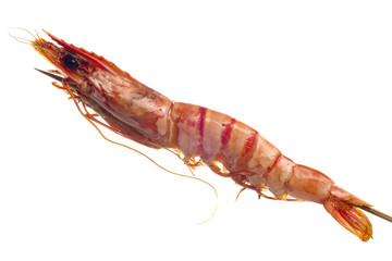 Grilled tiger prawn on a skewer isolated on white background