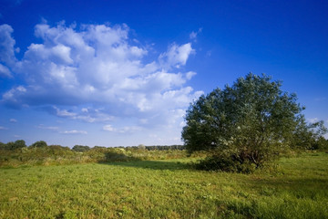 Fototapeta na wymiar Summer hay bale and tree in field and blue sky