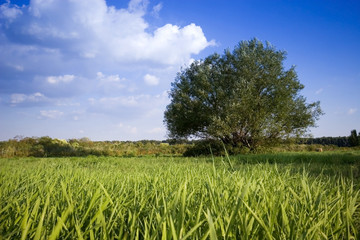 Summer in the rural