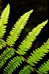 fern leaves