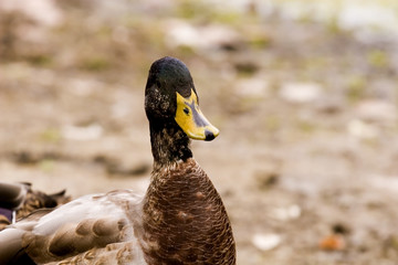 Duck