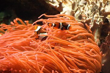 Clownfisch
