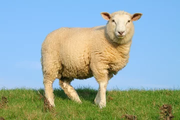 Photo sur Plexiglas Moutons Moutons de digue