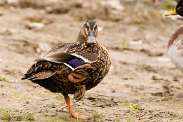 Duck
