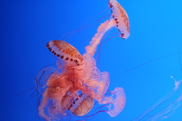 meduse