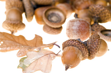 Acorns