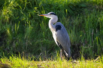 heron